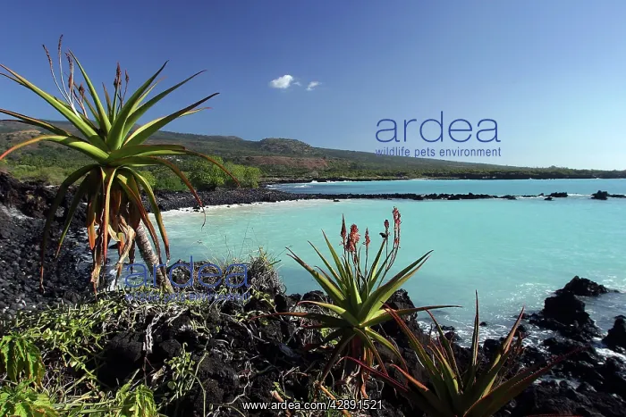  : Coastal view, Grand Comore, Comoros Islands