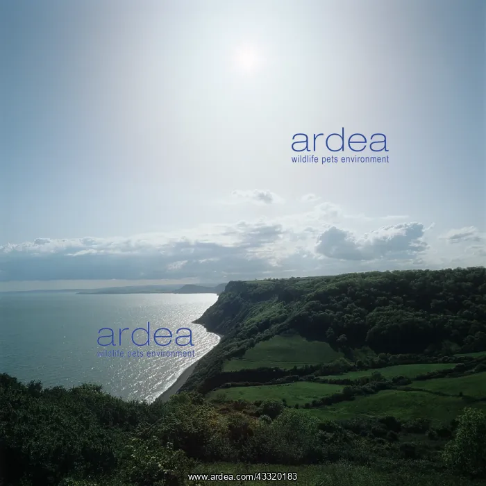 : Coastline. View of the Jurassic coastline in the evening near Sidmouth, Devon : Coastline. View of the Jurassic coastline in the evening near Sidmouth, Devon