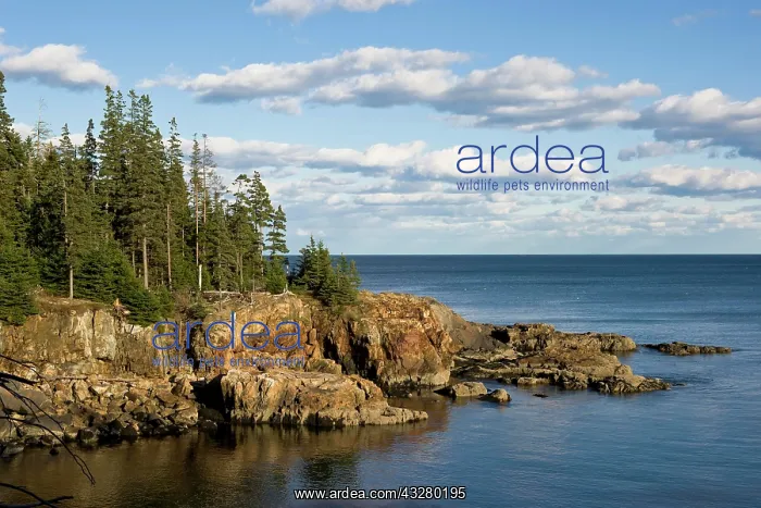 : Coastline in the Acadia National Park, Maine, New : Coastline in the Acadia National Park, Maine, New