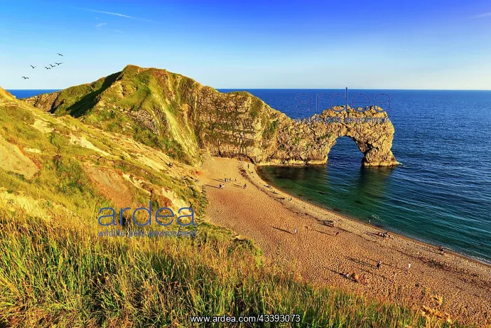 : Coastline with bathing beach at Durdle Door, lim : Coastline with bathing beach at Durdle Door, lim