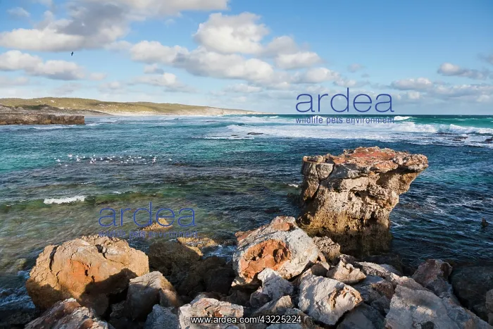 : The coastline at Hanson Bay on Kangaroo : The coastline at Hanson Bay on Kangaroo
