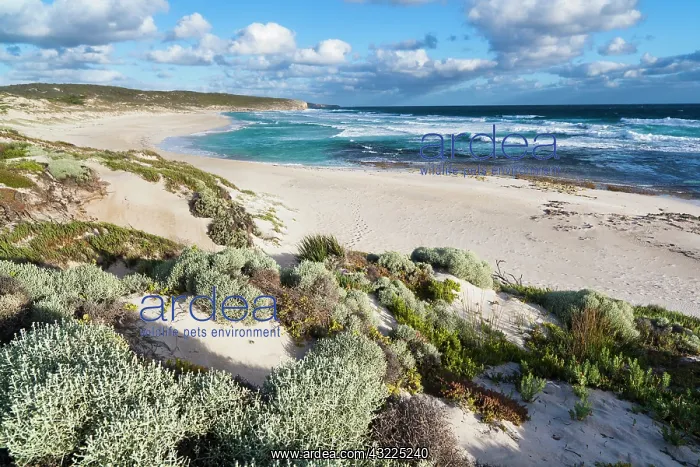: The coastline at Hanson Bay on Kangaroo : The coastline at Hanson Bay on Kangaroo