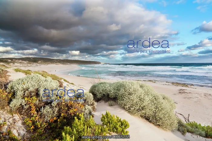 : The coastline at Hanson Bay on Kangaroo : The coastline at Hanson Bay on Kangaroo