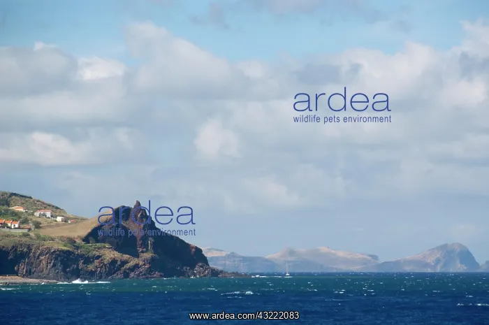 : Coastline, Madeira, Portugal : Coastline, Madeira, Portugal