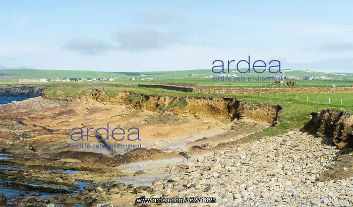 : Coastline near Birsay, Orkney islands, Scotland : Coastline near Birsay, Orkney islands, Scotland
