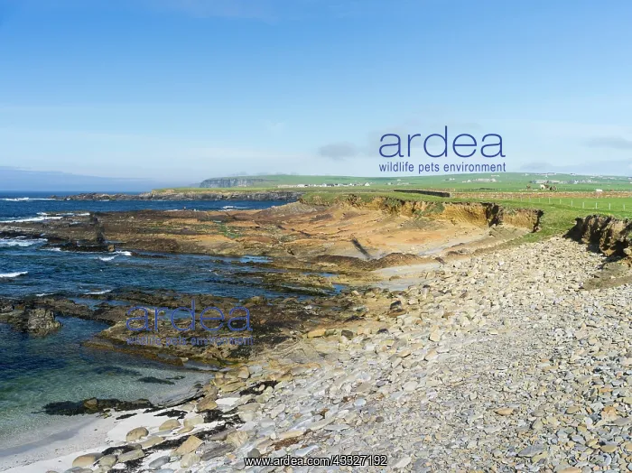 : Coastline near Birsay, Orkney islands, Scotland : Coastline near Birsay, Orkney islands, Scotland