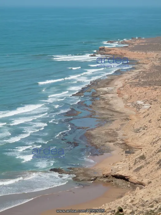 : Coastline north of Pointe Imessouane between Essaouira : Coastline north of Pointe Imessouane between Essaouira