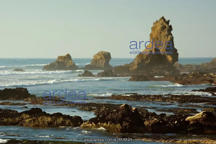 : Coastline rock formations - ragged sea stacks and : Coastline rock formations - ragged sea stacks and