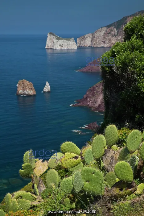 : Coastline by Scoglio Pan di Zucchero islet : Coastline by Scoglio Pan di Zucchero islet