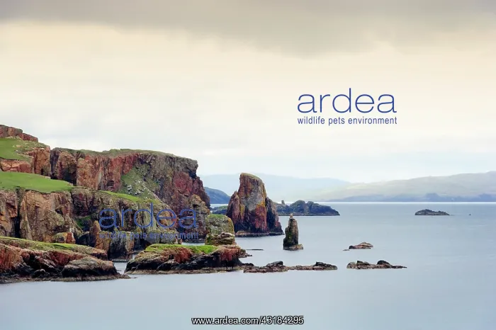 : Coastline of Shetland Island : Coastline of Shetland Island