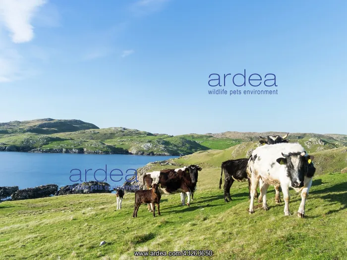 : Coastline of the West Burra Firth. Shetland : Coastline of the West Burra Firth. Shetland