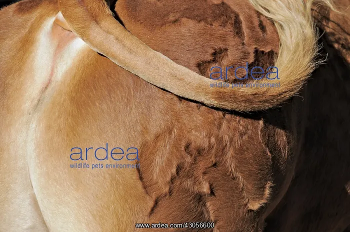  : Detail of the coat of a bull Limousin France