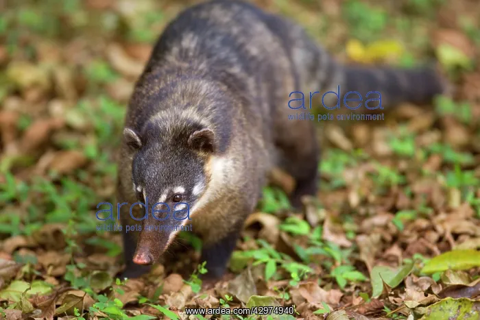 : Coati - adult foraging for insects on the ground : Coati - adult foraging for insects on the ground