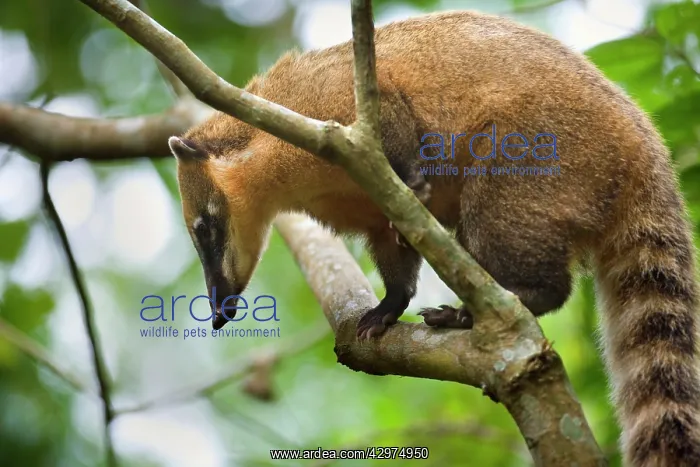 : Coati - adult sitting on a branch in a tree in : Coati - adult sitting on a branch in a tree in