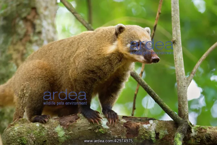 : Coati - adult sitting on a branch in a tree in : Coati - adult sitting on a branch in a tree in