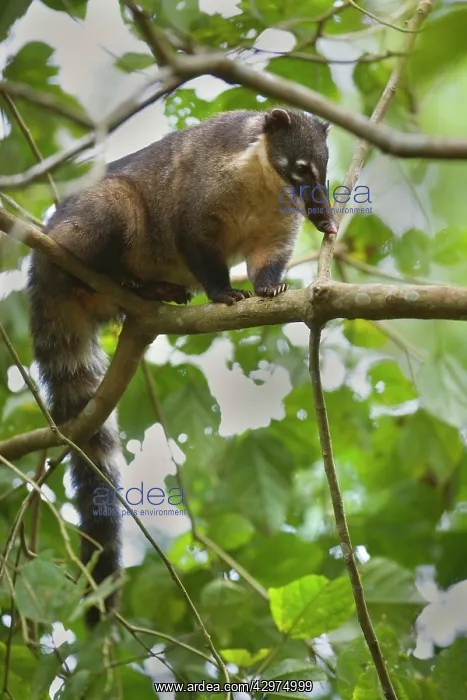 : Coati - adult sitting on a branch in a tree in : Coati - adult sitting on a branch in a tree in