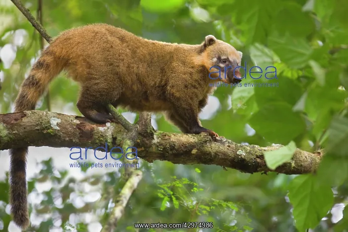 : Coati - adult standing on a branch in a tree in : Coati - adult standing on a branch in a tree in