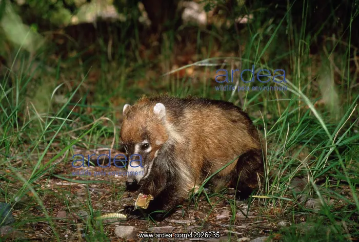 : COATI - eating rattlesnake it had killed : COATI - eating rattlesnake it had killed