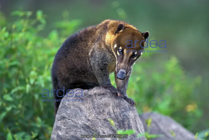  : Coati (Nasua nasua). Guyana