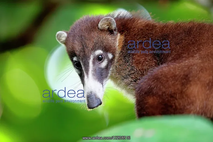 : Coati (Nasua nasua) portrait, Costa Rica : Coati (Nasua nasua) portrait, Costa Rica