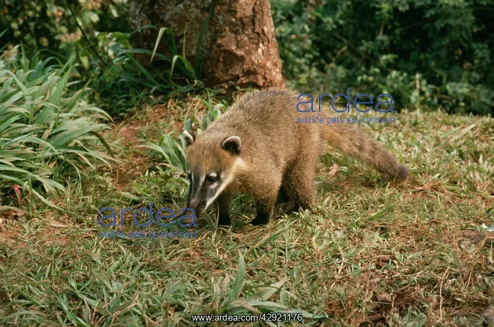  : COATIMUNDI