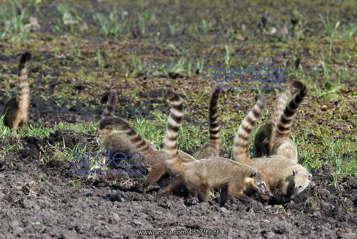 : Coatimundi : Coatimundi