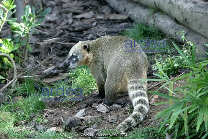 : COATIMUNDI / COATI : COATIMUNDI / COATI