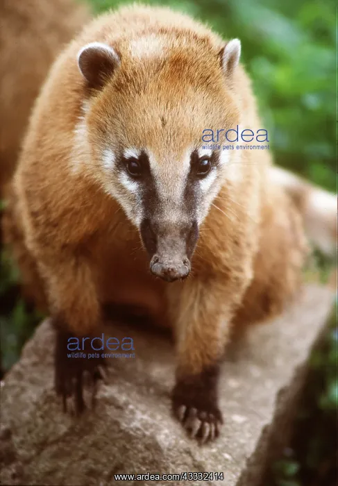: COATIMUNDI / COATI - close-up : COATIMUNDI / COATI - close-up