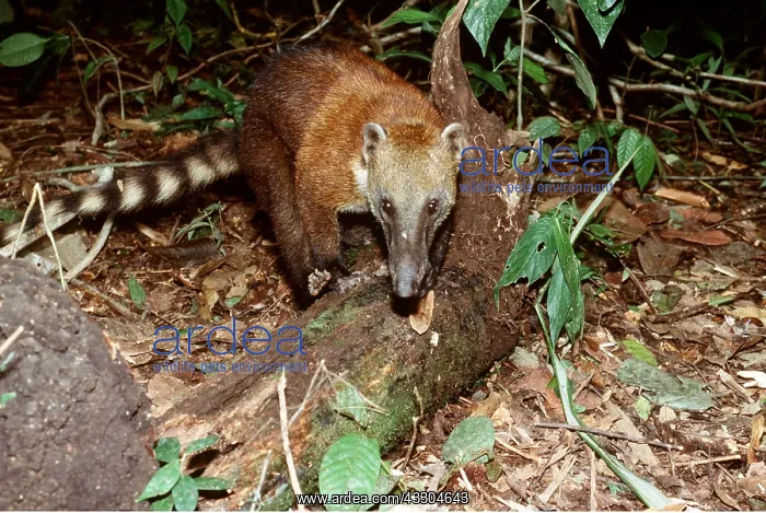 : COATIMUNDI / COATI - foraging by fallen tree : COATIMUNDI / COATI - foraging by fallen tree