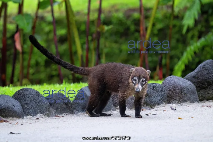 : Coatis, also known as coatimundis, are members of the family : Coatis, also known as coatimundis, are members of the family