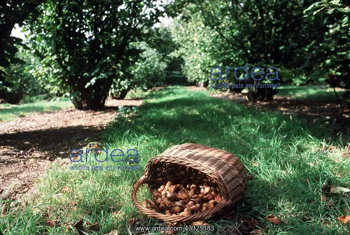: COB NUTS - in basket : COB NUTS - in basket