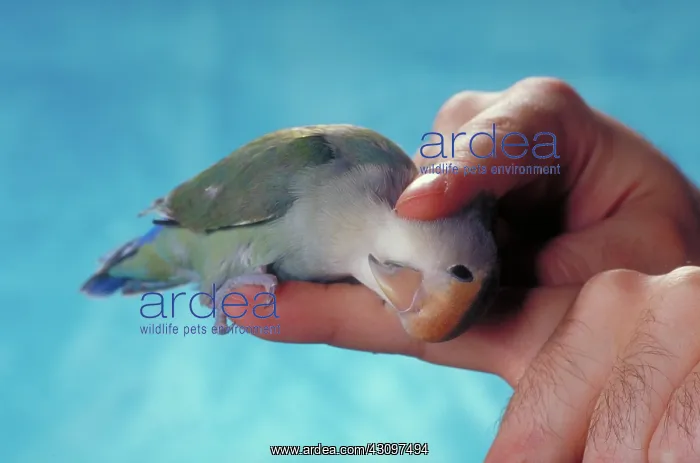 : Cobalt blue lovebird : Cobalt blue lovebird