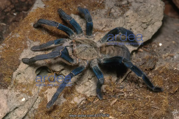 : Cobalt Blue Tarantula : Cobalt Blue Tarantula