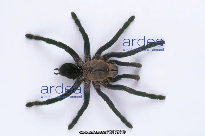: Cobalt Blue Tarantula : Cobalt Blue Tarantula