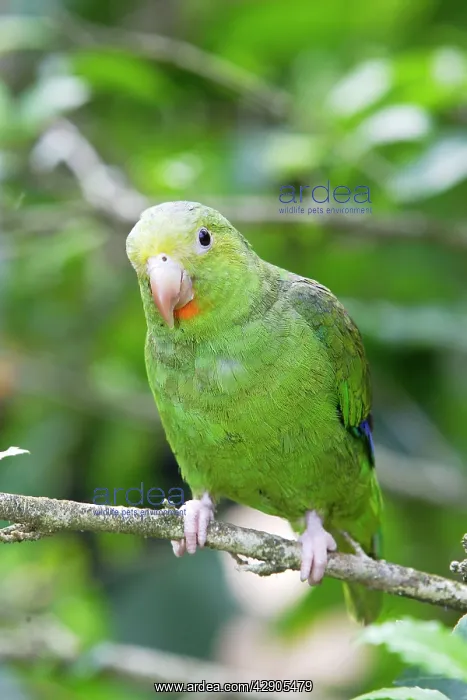 : Cobalt-winged Parakeet : Cobalt-winged Parakeet