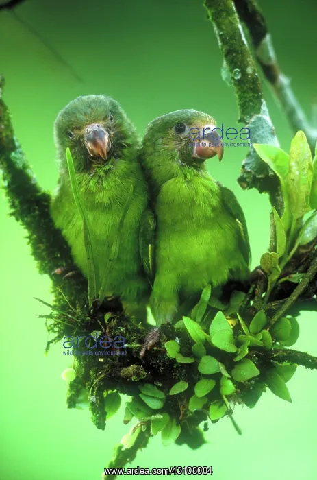 : Cobalt-winged parakeets : Cobalt-winged parakeets