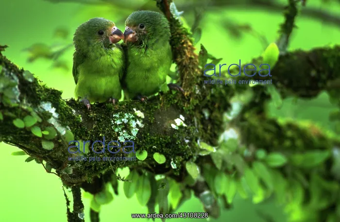 : Cobalt-winged parakeets : Cobalt-winged parakeets
