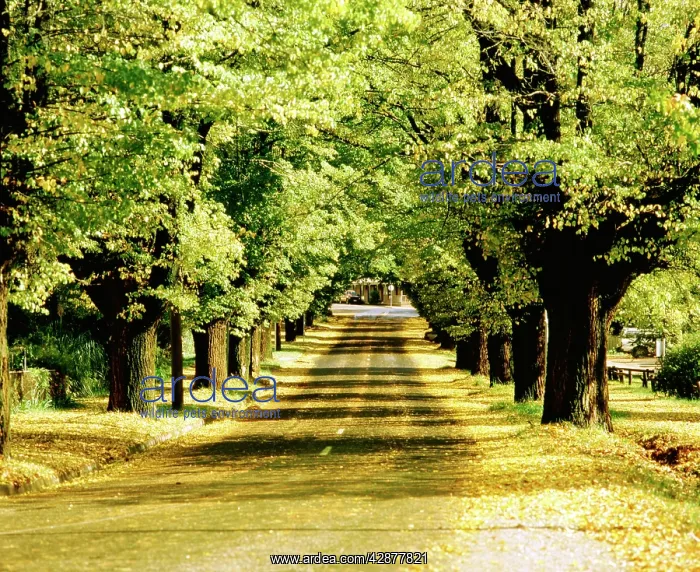 : Cobden Street avenue of elms Bright : Cobden Street avenue of elms Bright