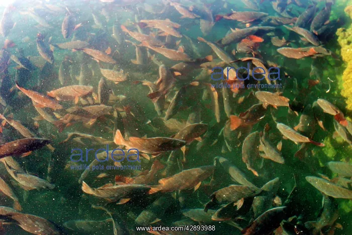 : Cobia Fish : Cobia Fish