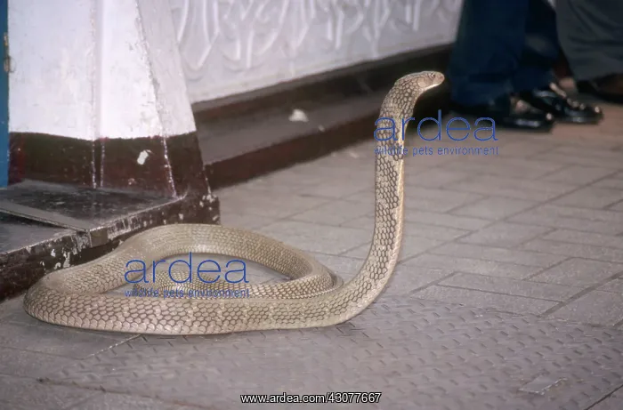 : Cobra at Snake Farm : Cobra at Snake Farm