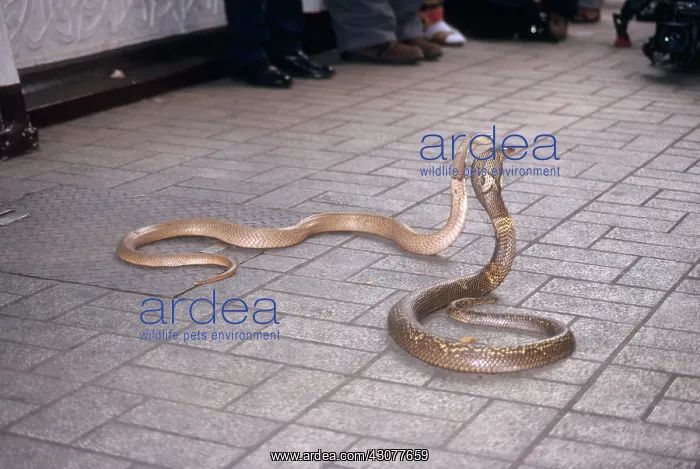 : Cobras at Snake Farm : Cobras at Snake Farm