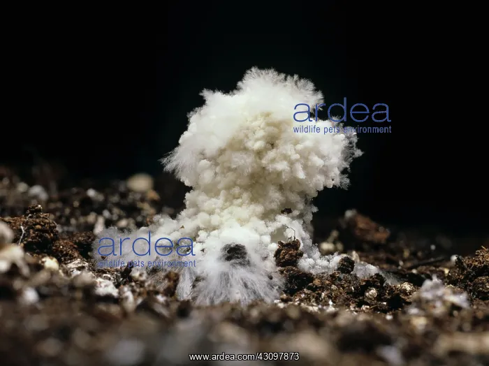 : Cobweb disease on edible mushroom : Cobweb disease on edible mushroom
