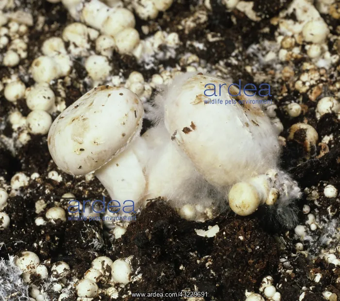 : Cobweb Disease on edible mushrooms : Cobweb Disease on edible mushrooms