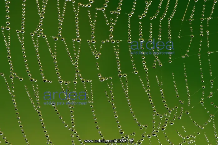 : Cobweb with droplets of morning dew : Cobweb with droplets of morning dew