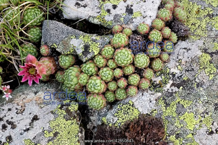 : Cobweb houseleek - just coming into flower : Cobweb houseleek - just coming into flower