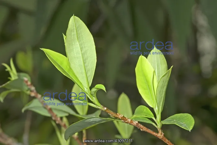: Coca plant : Coca plant