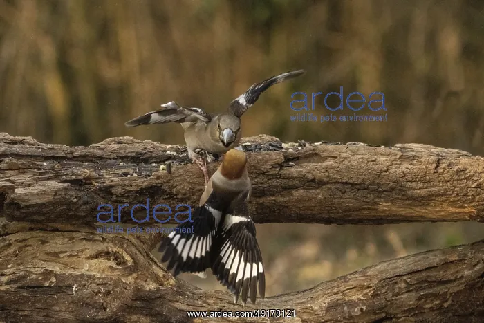 : Coccothraustes coccothraustes, italy : Coccothraustes coccothraustes, italy