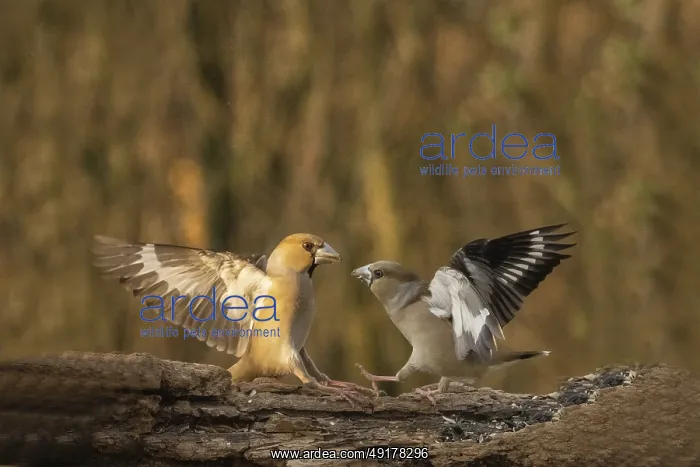 : Coccothraustes coccothraustes, italy : Coccothraustes coccothraustes, italy
