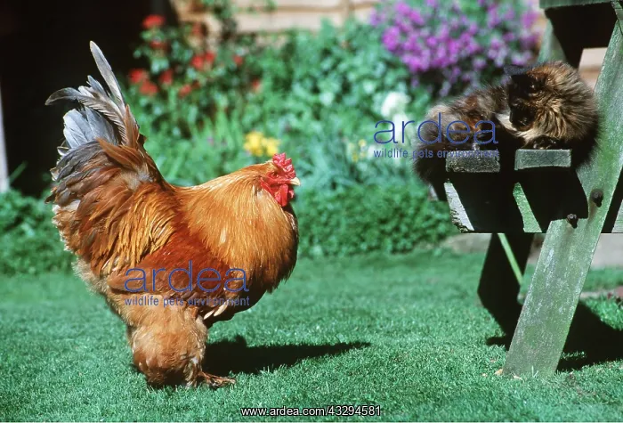 : Cochin Chicken and Cat : Cochin Chicken and Cat