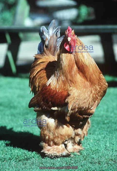 : COCHIN CHICKEN - cockerel / male : COCHIN CHICKEN - cockerel / male